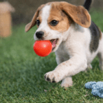 3und. ($1.790 c/u) - Pelota de Goma para Perros 7 cm - Imagen 2
