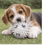 3und. ($1.790 c/u) - Pelota para Perro con Picos de Goma Translúcida 9 cm - Imagen 2