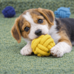 6und. ($1.130 c/u) - Juguete de Cuerda para Perro con Pelota y Asa 24 × 6 cm - Imagen 2