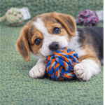 3und. ($1.880 c/u) - Juguete de Cuerda para Perro Doble Nudo 19 × 6 cm - Imagen 2