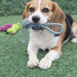 6und. ($1.490 c/u) - Mordedor de Cuerda para Perros con Asa y Sonido - Imagen 2