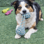 3und. ($2.240 c/u) - Juguete de Cuerda con Pelota para Perros con Sonido - Imagen 2