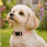 6 und. x $5.220 ($870 c/u) - Collar para Mascotas - Imagen 2