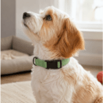 6 und. x $3.600 ($600 c/u) - Collar Ajustable para Mascotas - Imagen 2