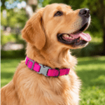 6 und. x $9.540 ($1.590 c/u) - Collar Ajustable para Mascotas - Imagen 2