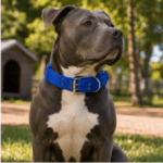 3 und. x $5.220 ($1.740 c/u) - Collar Reforzado para Mascotas - Imagen 2