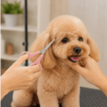 6 und. x $6.960 ($1.160 c/u) Tijeras de Punta Redonda para Mascotas - Imagen 2