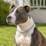 6und. x $3.600 ($600 c/u) - Collar Metálico para Mascotas - Imagen 2