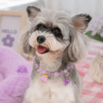 3und. x $5.670 ($1.890 c/u) - Collar Decorativo con Cuentas para Mascotas - Imagen 2